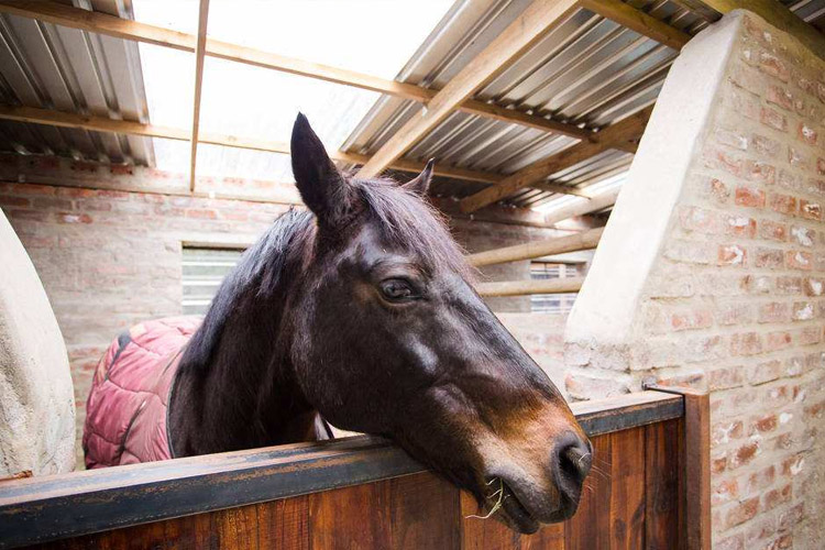 1527156132247489.jpg 飼養馬.jpg